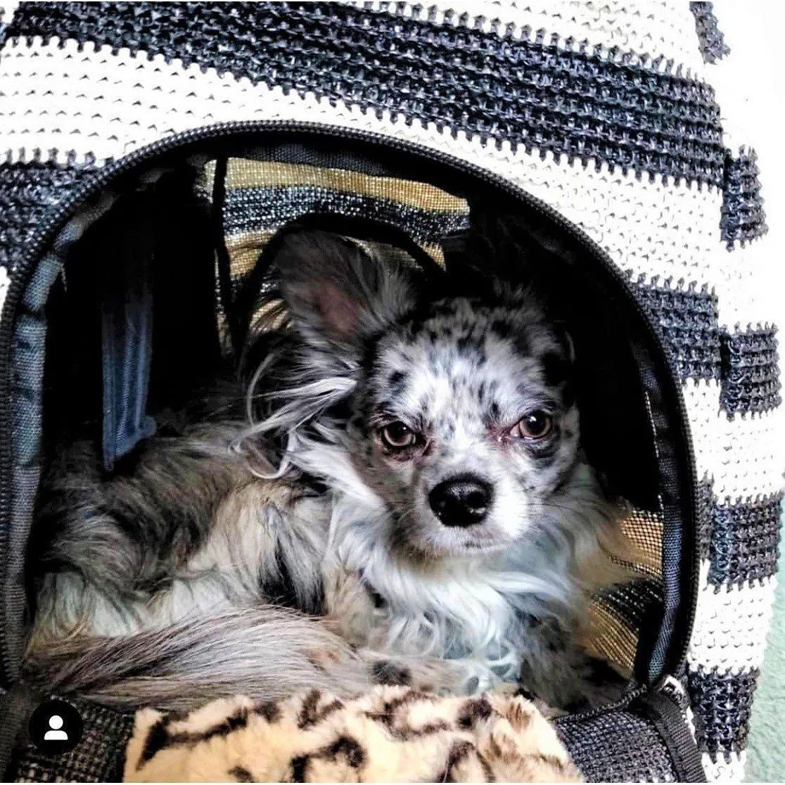 Furrari Convertible Backpack Dog Carrier